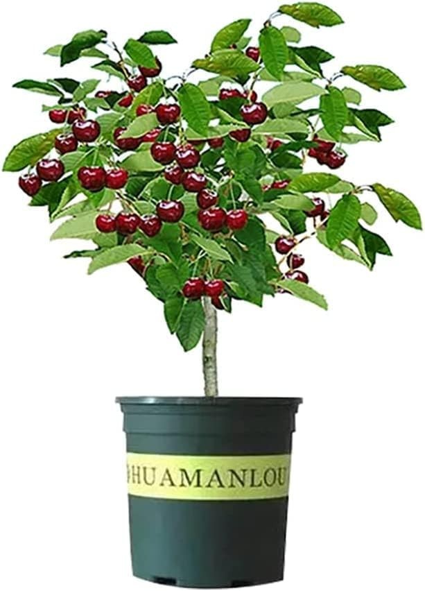 Black Cherry Fruit Tree Live Plant Seedling - Prunus Serotina, Great for Home an gallery