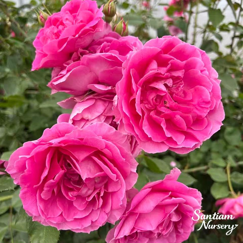 Parade Climbing Rose – Large Pink Blooms, Vigorous Hardy Climber, Live Potted gallery