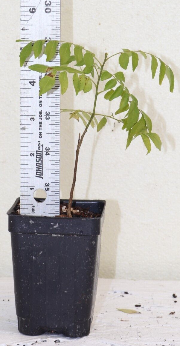 8" Curry Leaf Tree (Murraya Koenigii) Sweet Neem Organic Rare gallery
