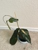 Hoya megalaster SALE $50 #2 gallery