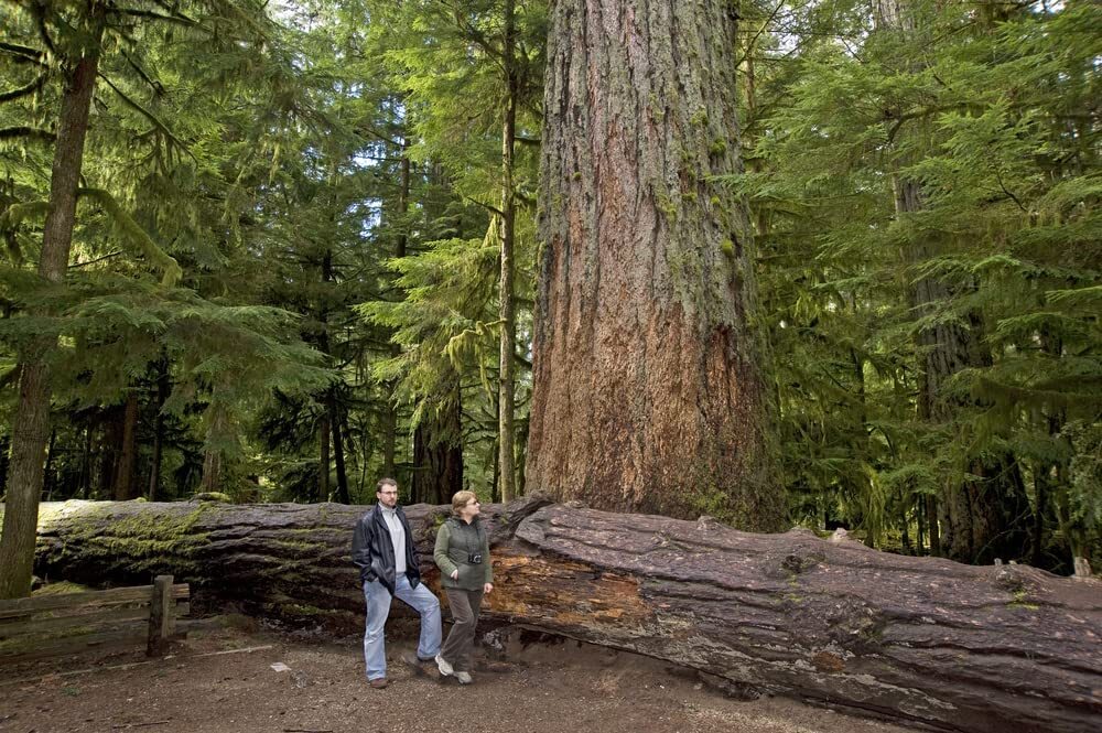 40 Western Red Cedar Tree Seeds for Planting Thuja plicata Long Lived Evergreen gallery