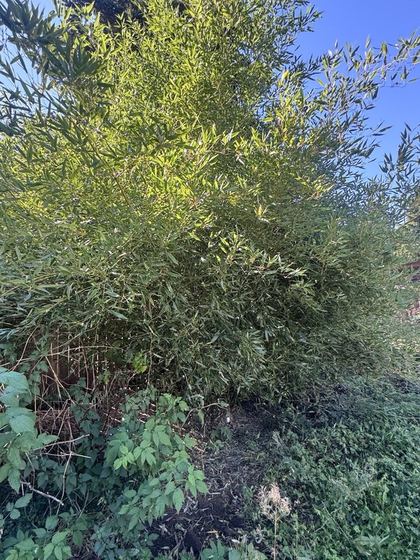 Cold Hardy Bamboo Rhizomes Bisetti Fall Sale phyllostachys bissetii gallery