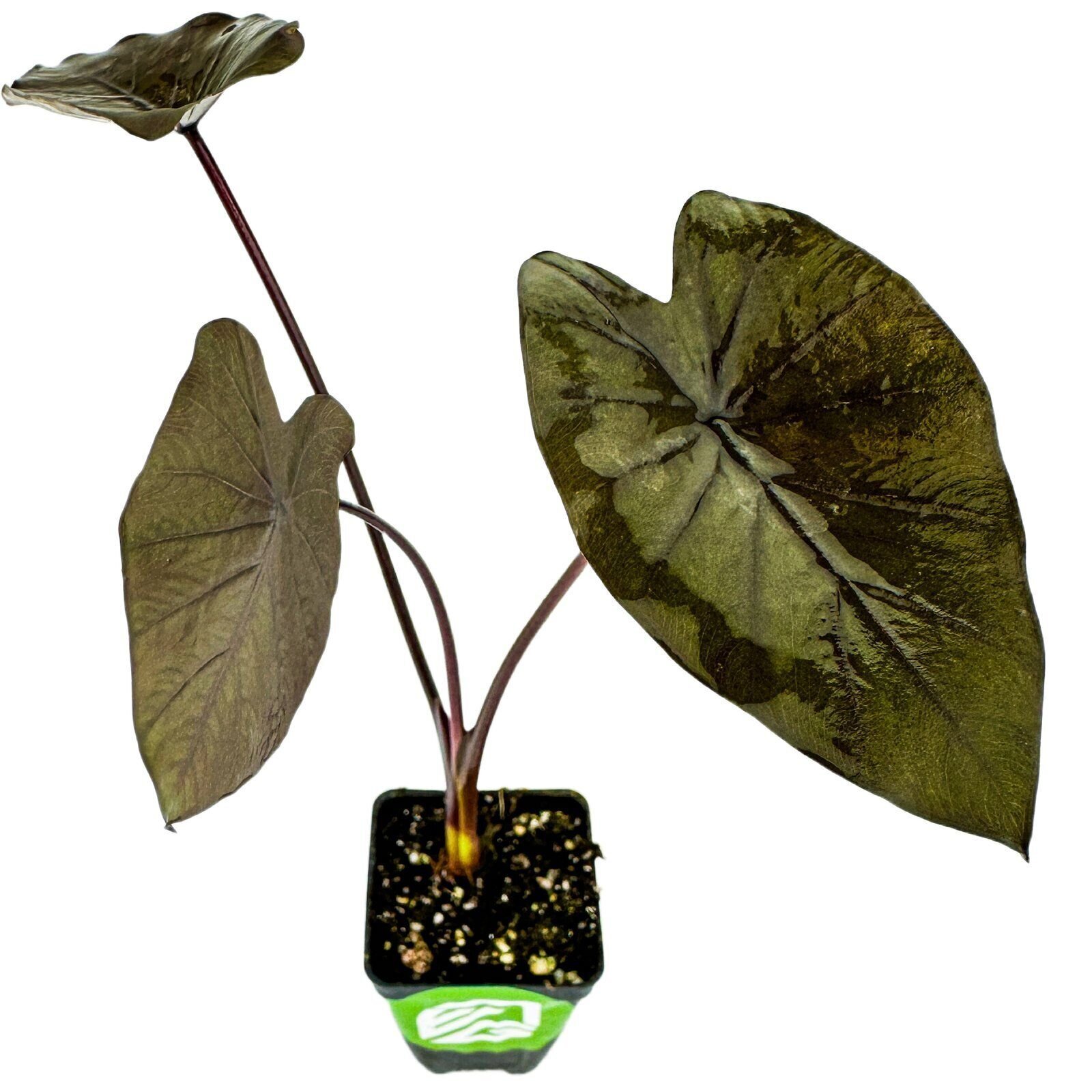 Black Ruffles Elephant Ear - Colocasia esculenta - Live Plant gallery