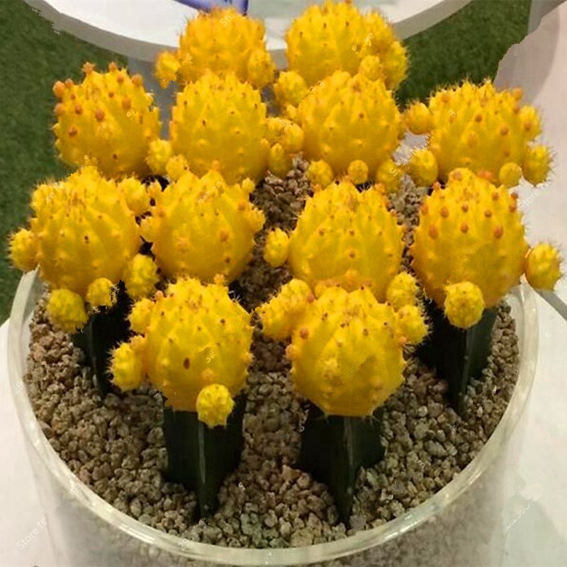 Mixed Rare Stone Cactus Seeds, Succulent Seeds, 100pcs/Pack gallery