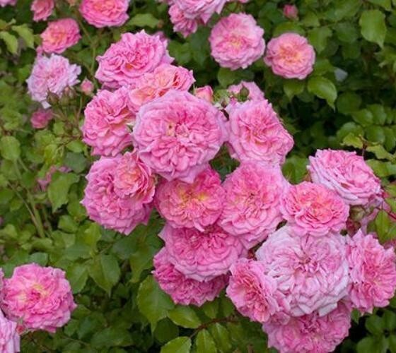 Sweet Drift® Pink Groundcover Rose - Live Plant ( 1 QT ) gallery