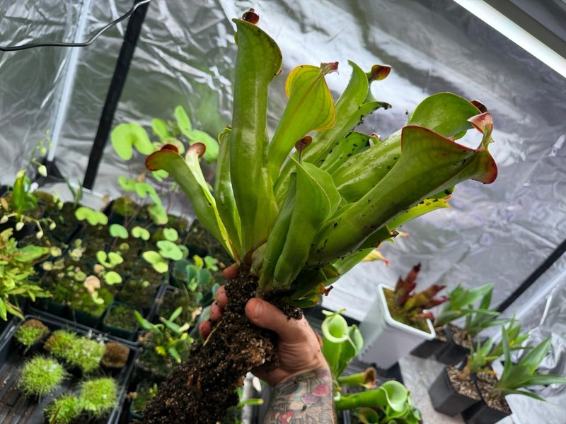 Heliamphora macdonaldae gallery