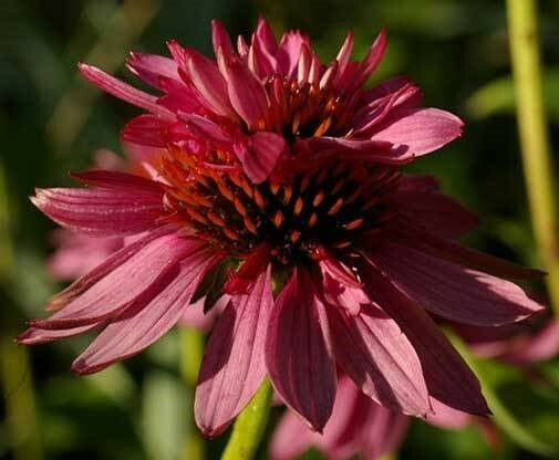 Echinacea purpurea Doubledecker| Doppelganger| 10_Seeds gallery