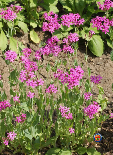 5000 Catchfly Silene armeria Flower Seeds gallery
