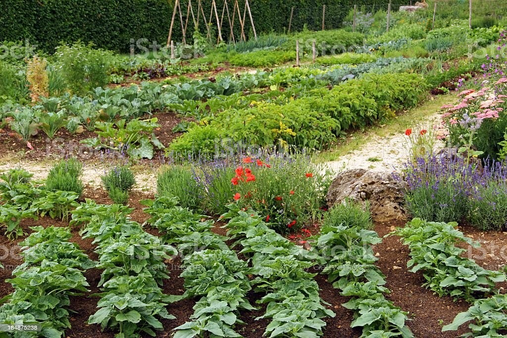 Vegetable Seeds 21 Varieties Garden Emergency Survival Heirloom Seed Kit NON-GMO gallery