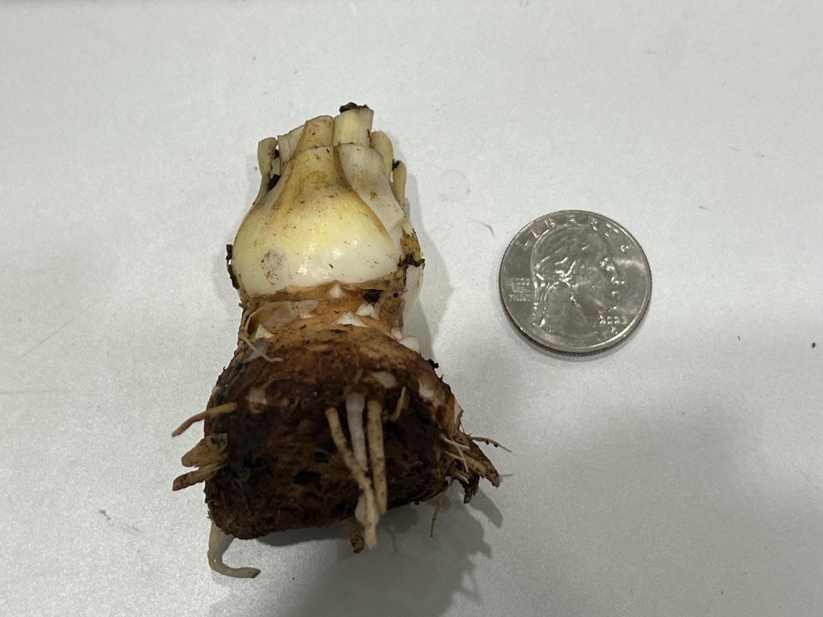 LOVE Double Polianthes Tuberose Bulbs - US Seller gallery