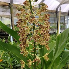 (787-1) Gram.Scriptum NBS