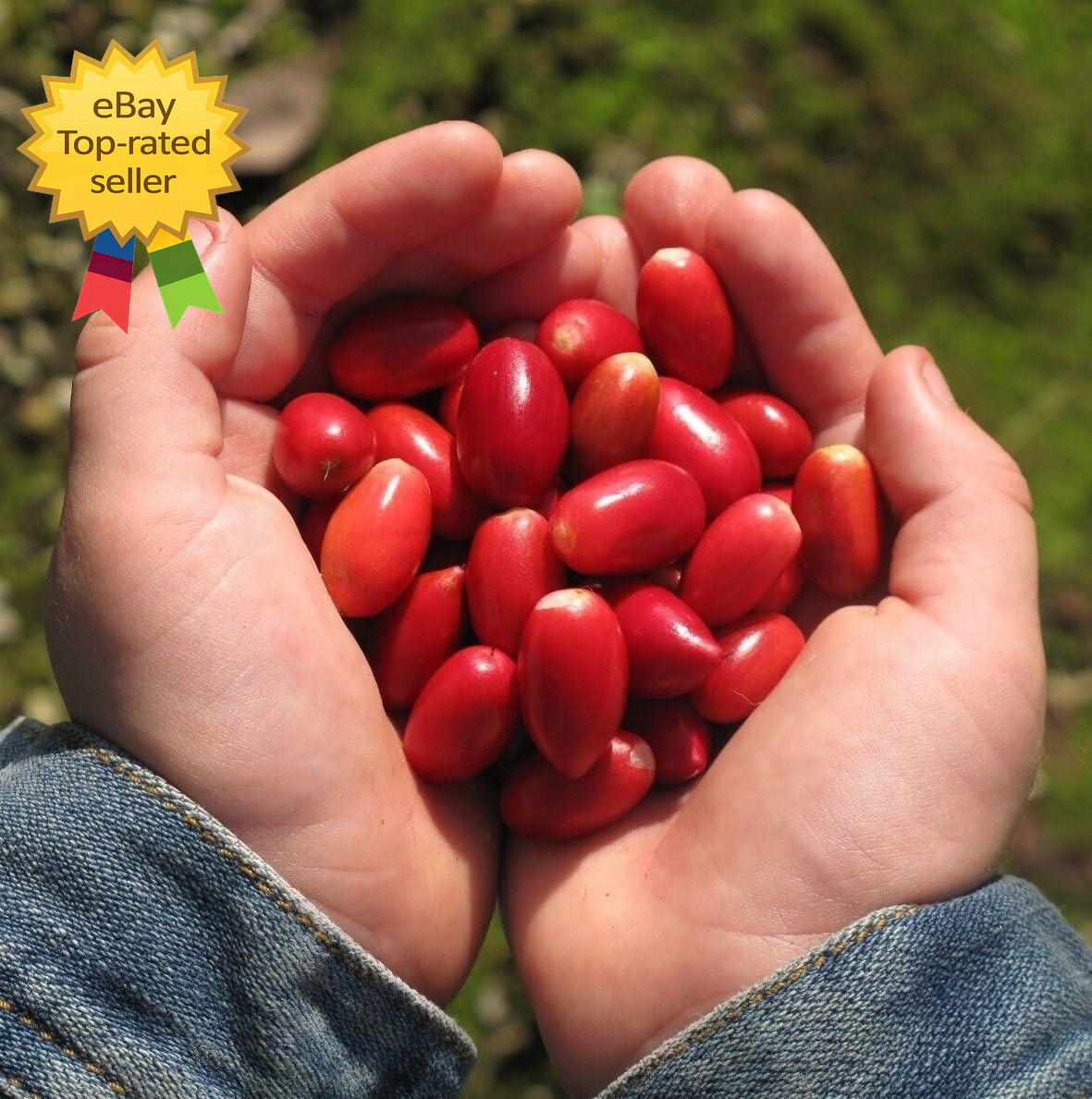 35 Tropical Miracle Berry Seeds Edible Plant Outdoor Garden Non GMO Heirloom Set gallery