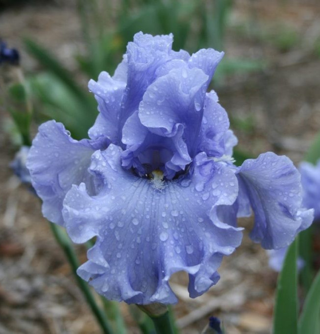 1 -MERCHANT MARINE Ruffled Blue GERMAN BEARDED IRIS Bulb Root Rhizome gallery