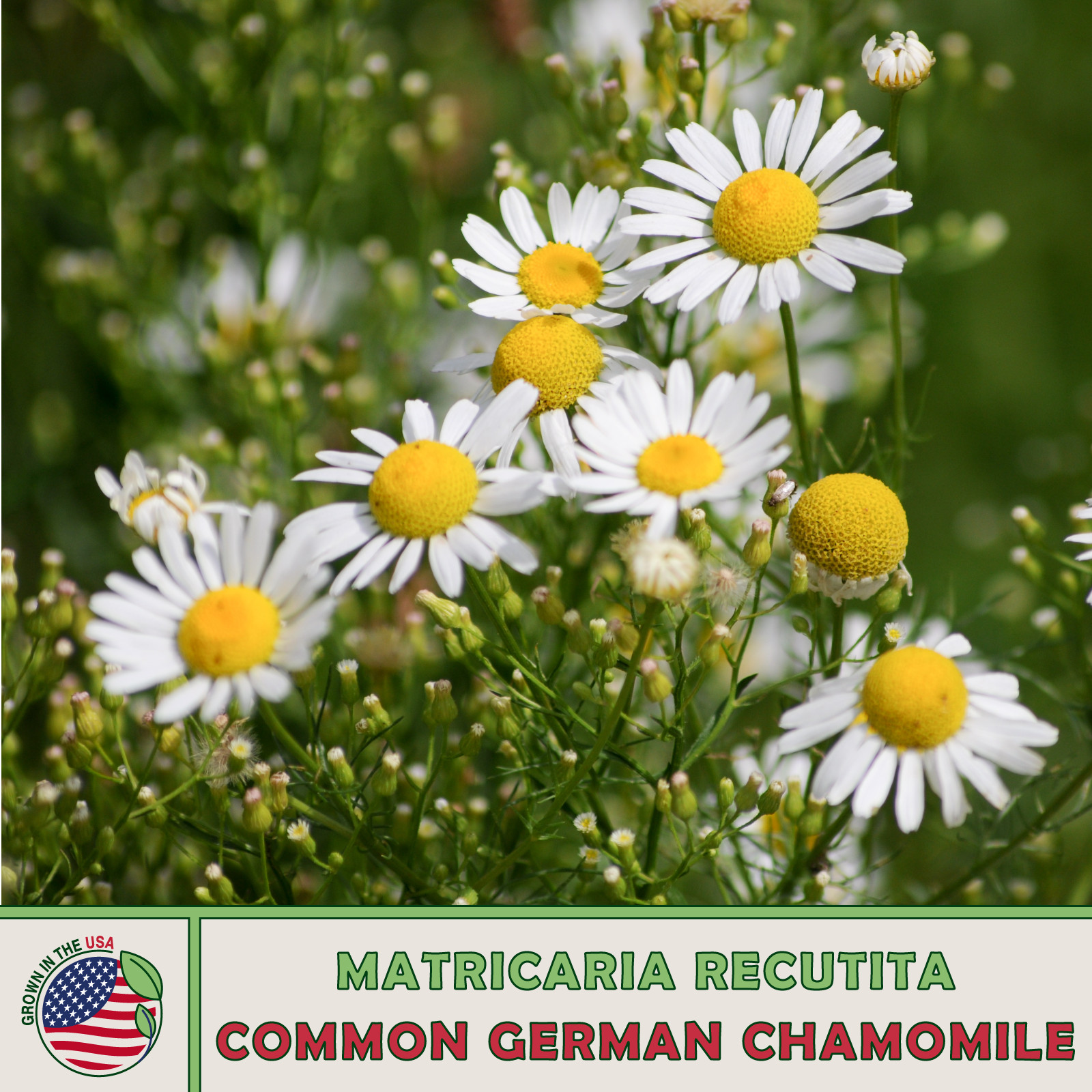 1000 Common German Chamomile Seeds, Matricaria recutita, Herbal Tea gallery