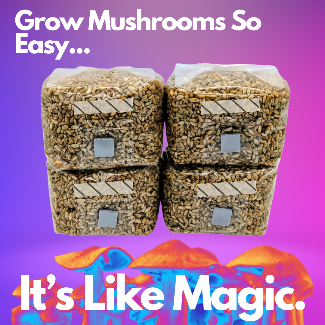 4 - 1lb Grain Spawn bags Rye Berries w/ Injection Ports Mushroom Growing How To gallery