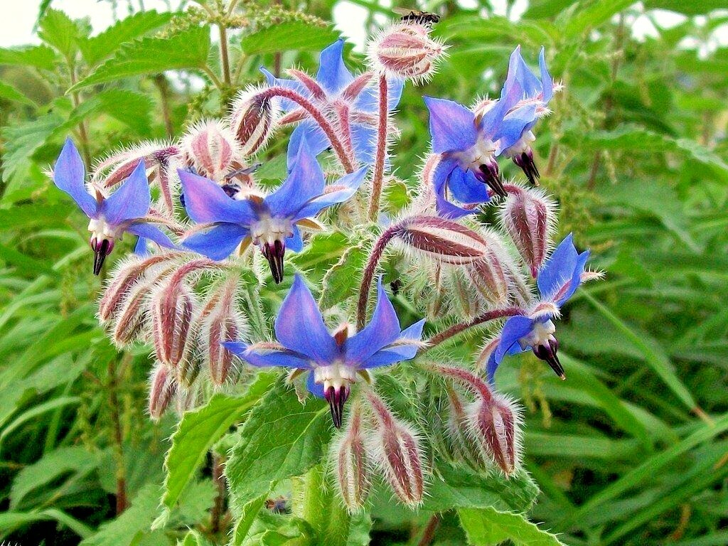 130+BORAGE Seeds Wildflower Edible Flowers Leaves Garden Patio Container Easy gallery
