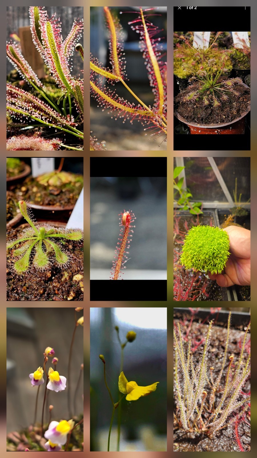 CARNIVOROUS PLANT SEEDS 100+ Seeds gallery