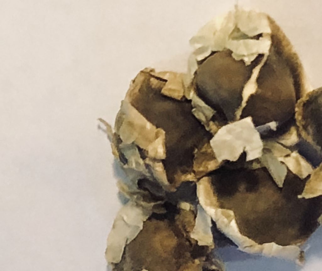 Moringa Oleifera Seed Whole gallery