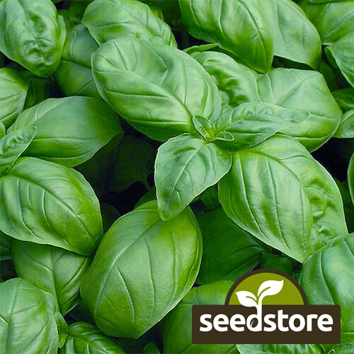 Sweet Basil Seeds | Heirloom - Non-GMO | Free Shipping | Herb Seeds | 1130 gallery