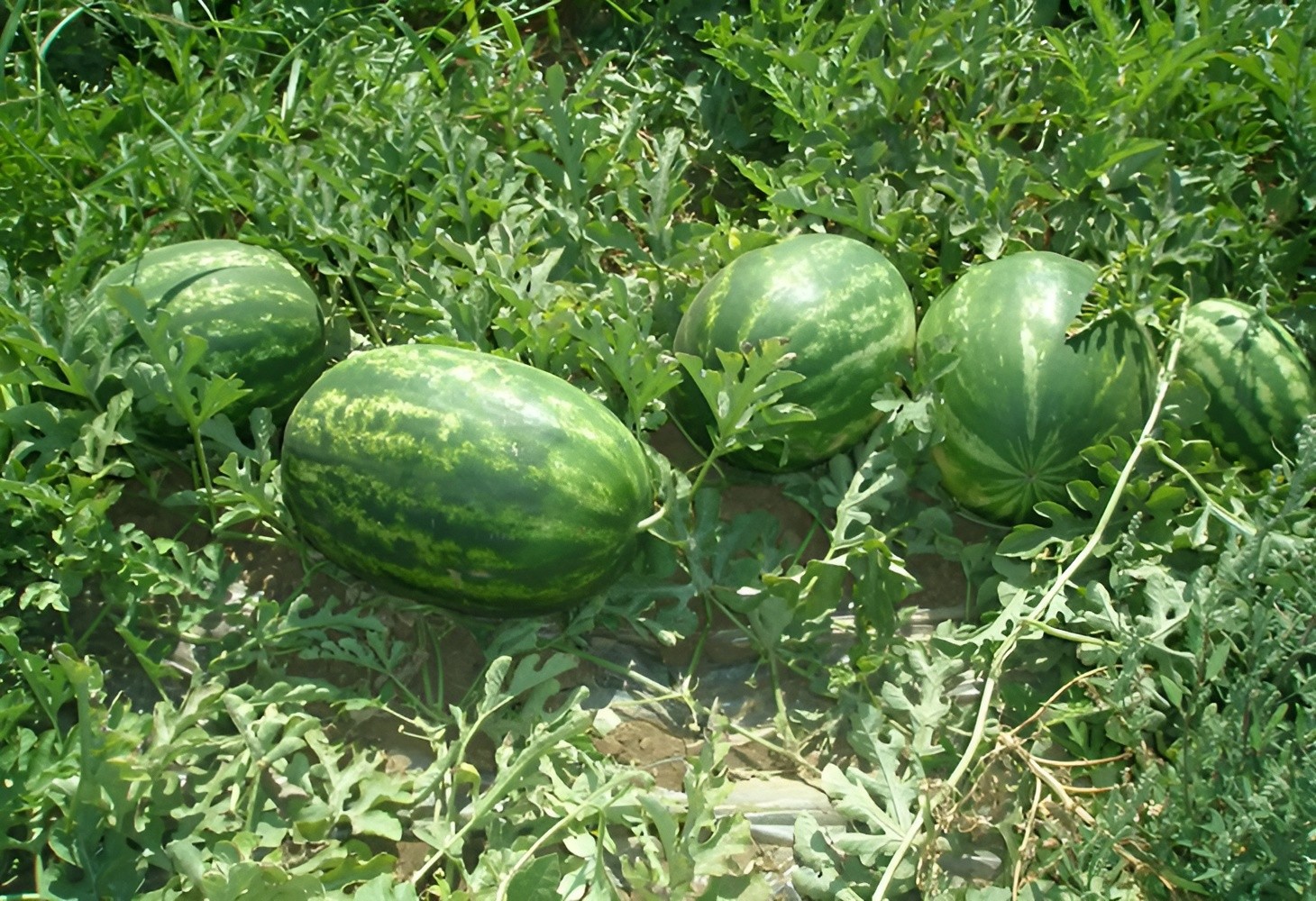 25 Yellow Watermelon Seeds - Heirloom Yellow Crimson Sweet - Organic NonGMO gallery
