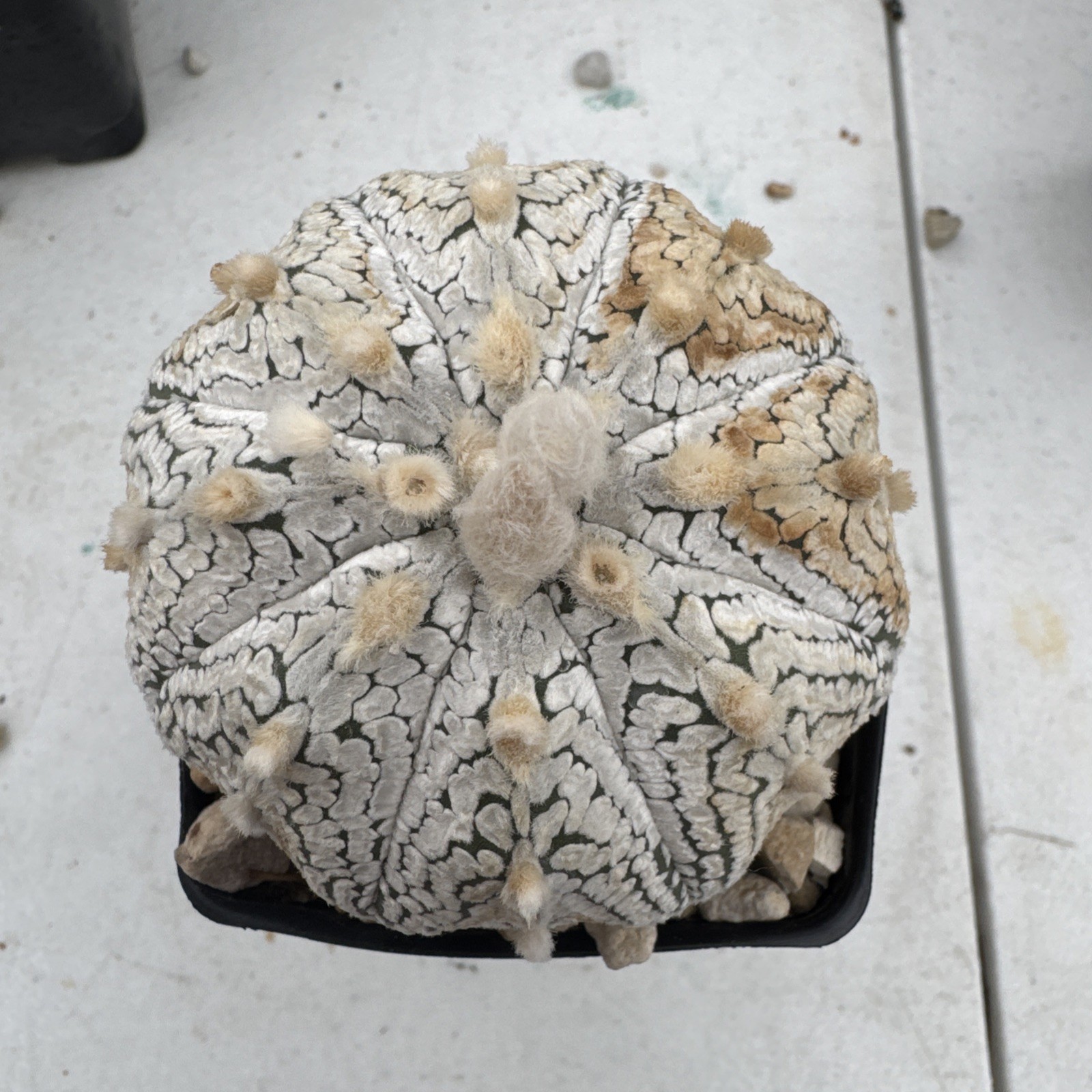Astrophytum asterias superkabuto Cactus Succulent gallery