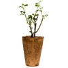 Raspberry Creme Twirl Climbing Rose 1.5 Gal Potted Striped Flowers, Own Root gallery