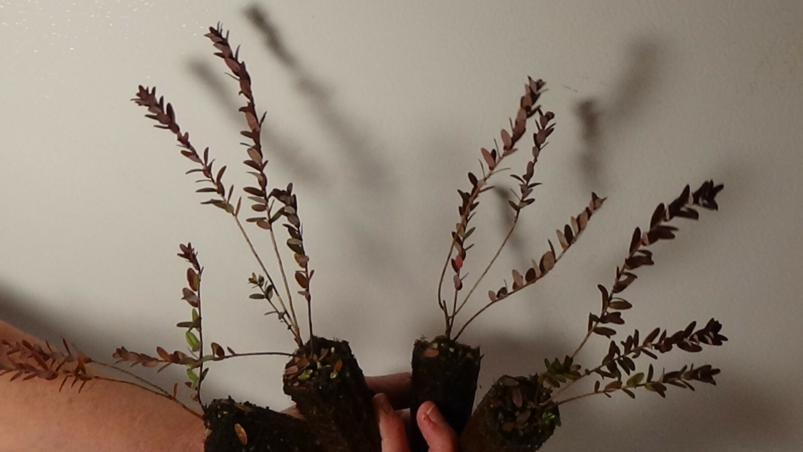 4) FOUR AMERICAN CRANBERRY BUSH PLANTS gallery