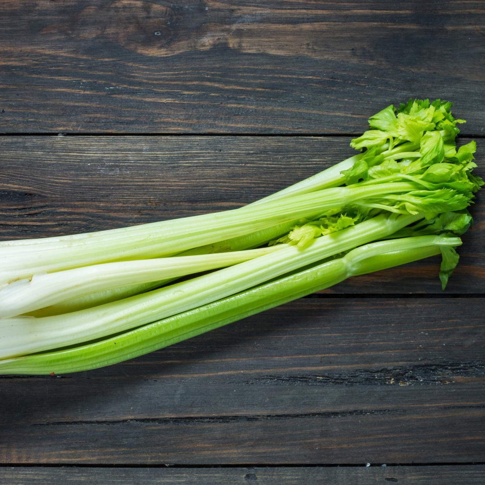 Celery Seeds - Organic - Non Gmo - Heirloom Seeds – Vegetable Seeds gallery