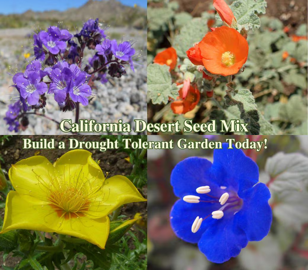 Drought Tolerant California Native Flowers Desert Seeds Native Wildflower Seed f gallery