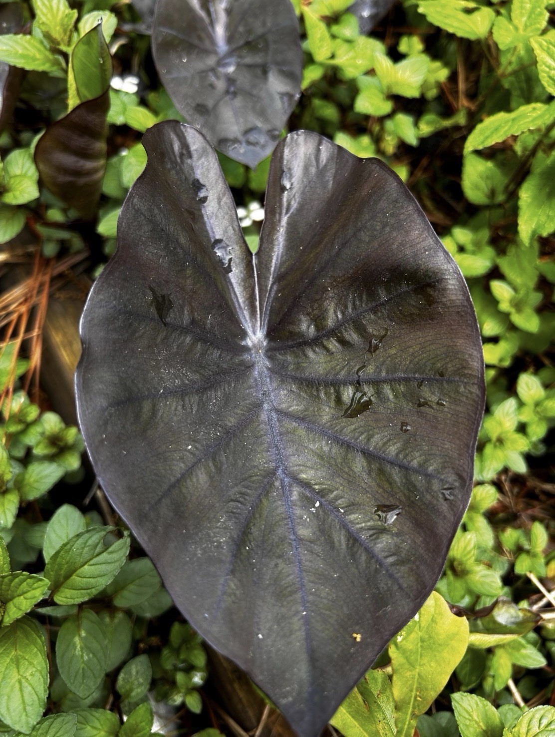 Black Magic - Colocasia esculenta- Elephant Ear - SMALL ROOTED STARTER Plant gallery