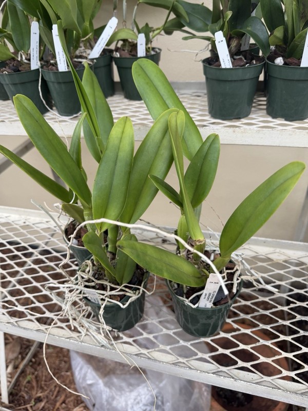 Blc George King 'Serendipity’ Cattleya Orchid Plant 4” gallery
