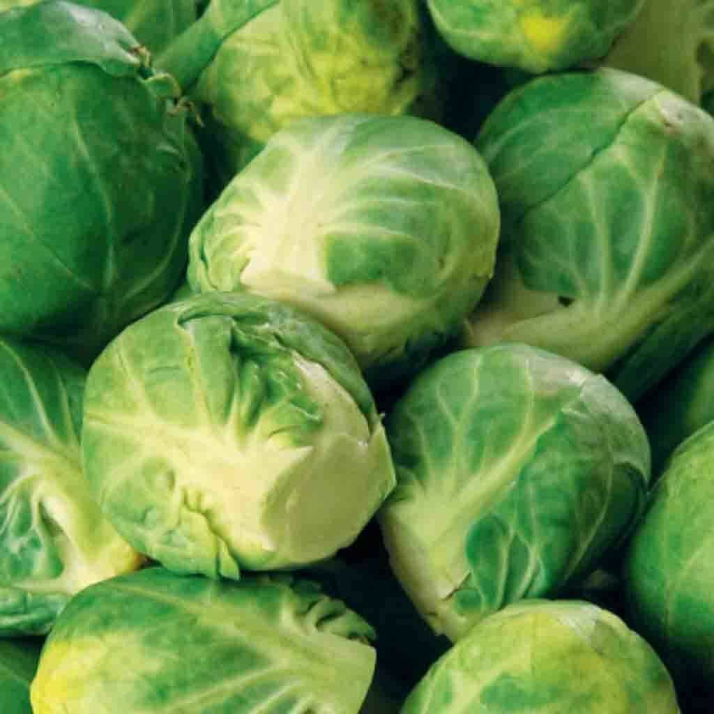 Brussel Sprouts Long Island Seeds 500+ Vegetable NON-GMO HEIRLOOM FREE SHIPPING gallery