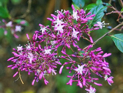 Fuchsia paniculata | Shrubby or Paniculate Fuchsia | 20 Seeds gallery