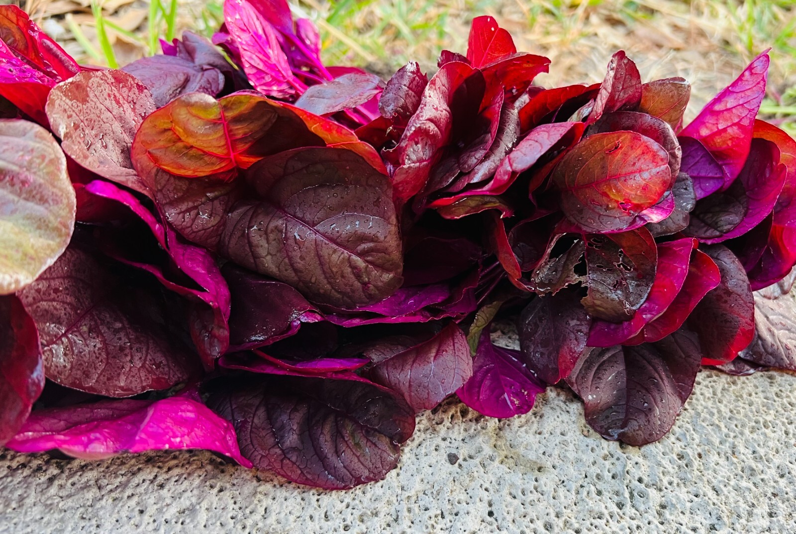 Non-GMO Asian Vegetable Red Amaranth Seeds（全红苋菜）300+Seeds 2023NEW! gallery