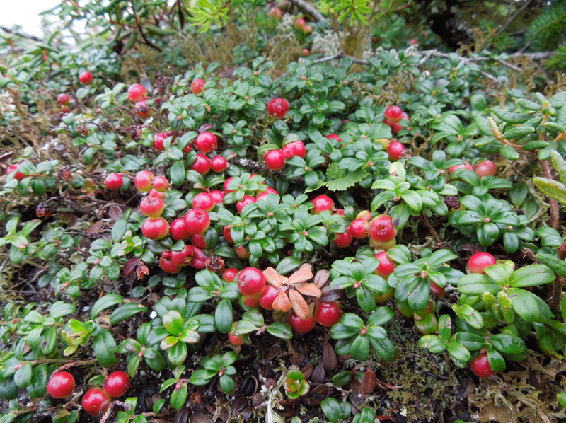 Lingonberry 'Red Candy' – Compact Edible Ground Cover – Fruiting Shrub gallery
