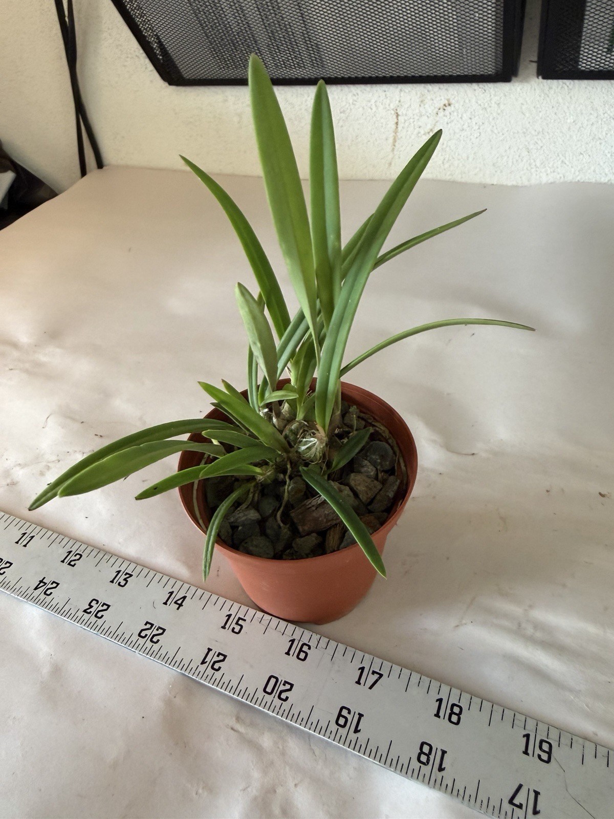Encyclia tampensis Florida Native Butterfly Orchid Plant 0521 gallery
