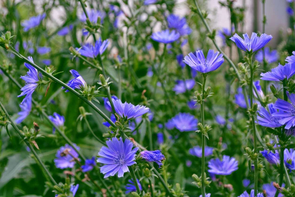 Chicory Seeds, 1 LB, Italian Dandelion, NON-GMO, Deer Plot, Coffee Weed gallery