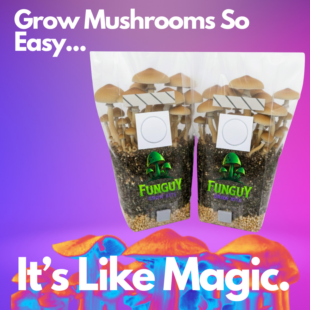2 All-in-One Mushroom Growing Bags - Kit Dung Loving Grow Substrate & Rye Grain gallery