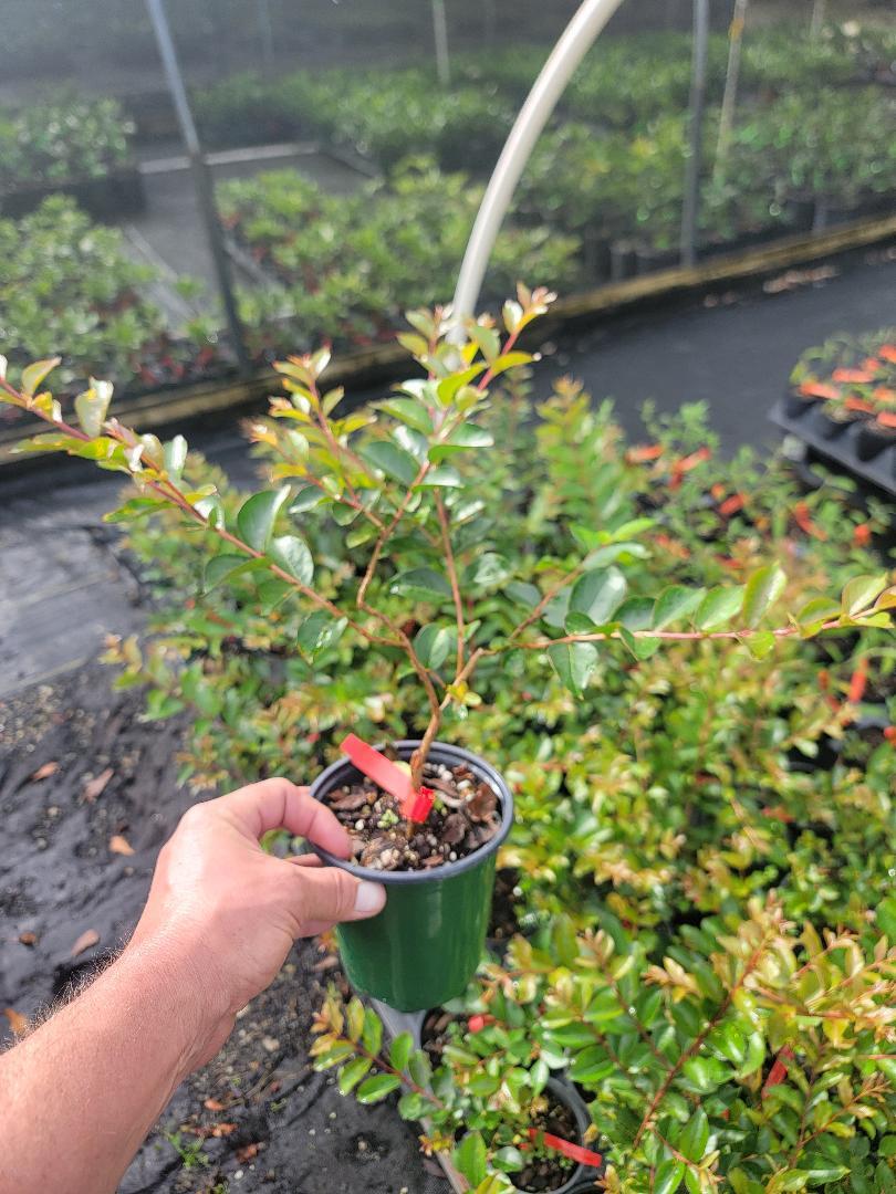 Tonto Fuchsia-Red Crape Myrtle Tree - Live Plant - ( 1 QT ) gallery