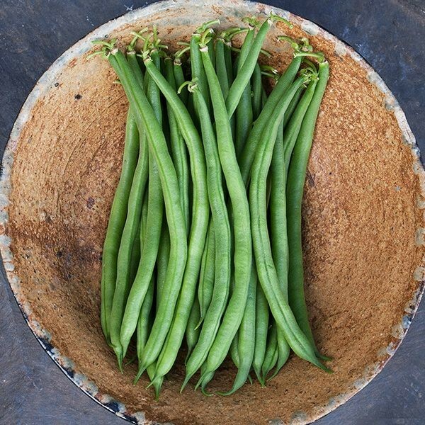 Beans, Jade Bush Beans, 150 Non-Gmo, Heirloom, Organic, Amish Seeds. gallery