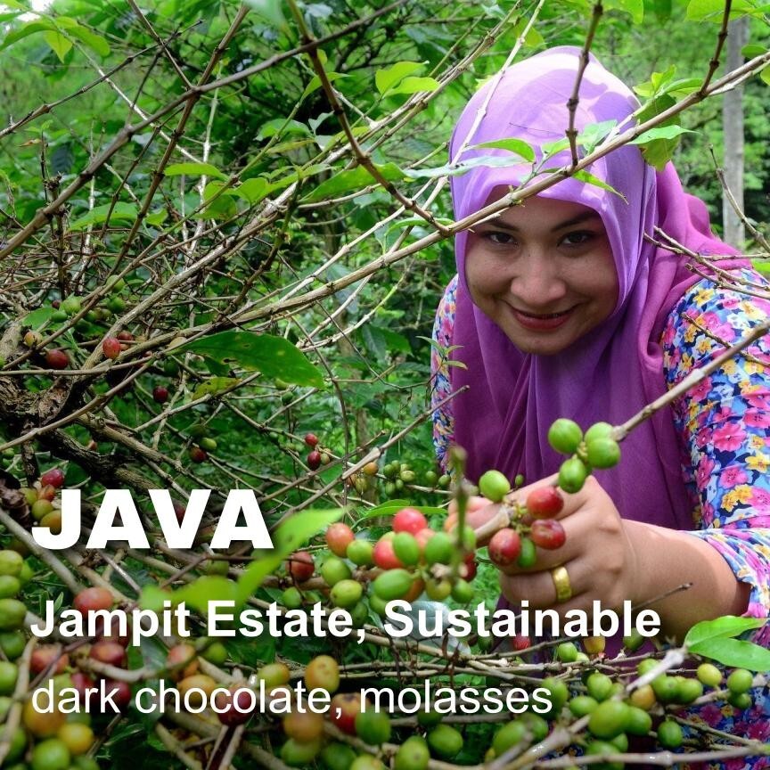 Java unroasted green coffee beans, Jampit estate, Grade A-1X, sustainable, 4lbs gallery