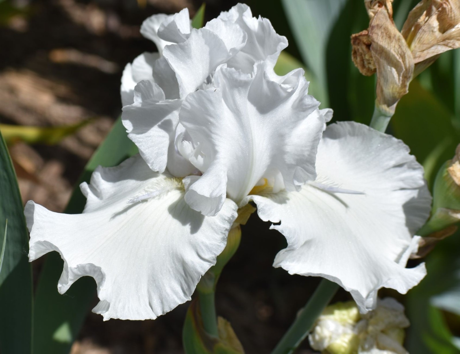 'Battlestar Atlantis' 'TB Bearded Iris Rhizome PRE-SALE to Ship Aug/Sept gallery