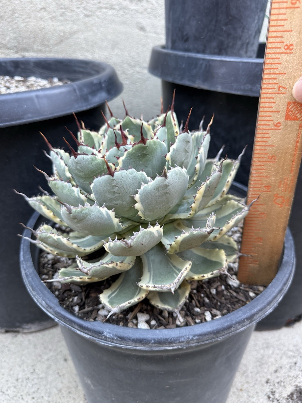 Agave Desert Diamond gallery