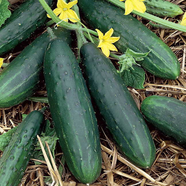 Spacemaster 80 Cucumber Seeds | 50 Seeds | Non-GMO | Free Shipping | 1063 gallery