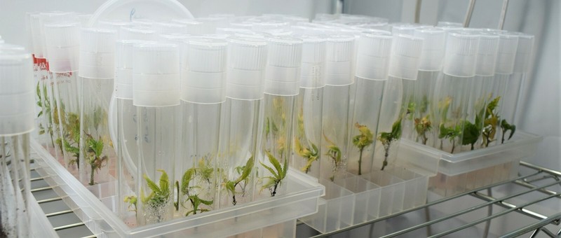 Cannabis Tissue Culture Kit Microclone HLVd Viroid Clean Storage Tissueponics TC gallery