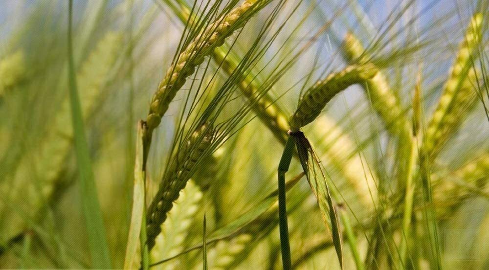 Cat Grass Mix 12 oz gallery