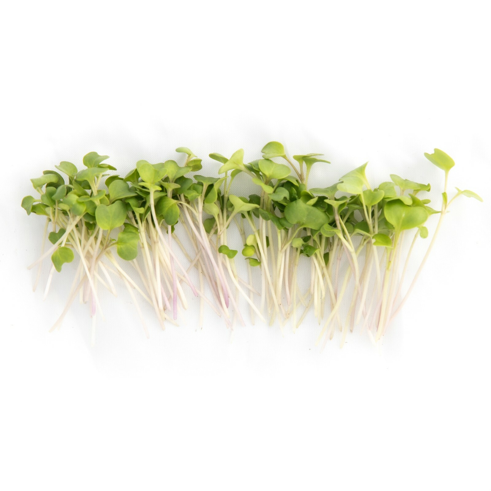 Broccoli Seeds for Sprouting & Microgreens | Non-GMO | Rainbow Heirloom Seed Co gallery