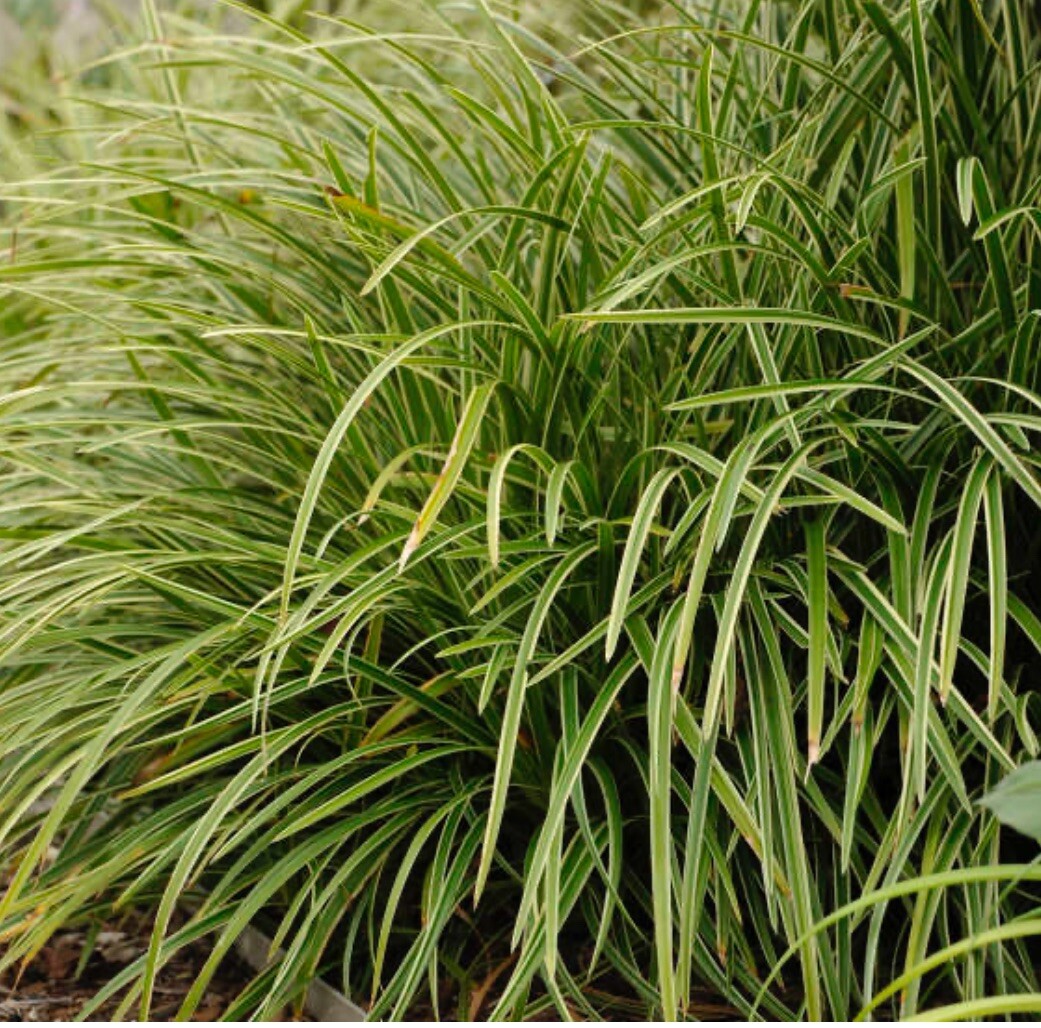 Variegated Sedge Plant- Shade Or Sun. Perennial Zone 5+. Plus Free Gift!! gallery