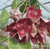 Hoya megalaster SALE $50 #2 gallery
