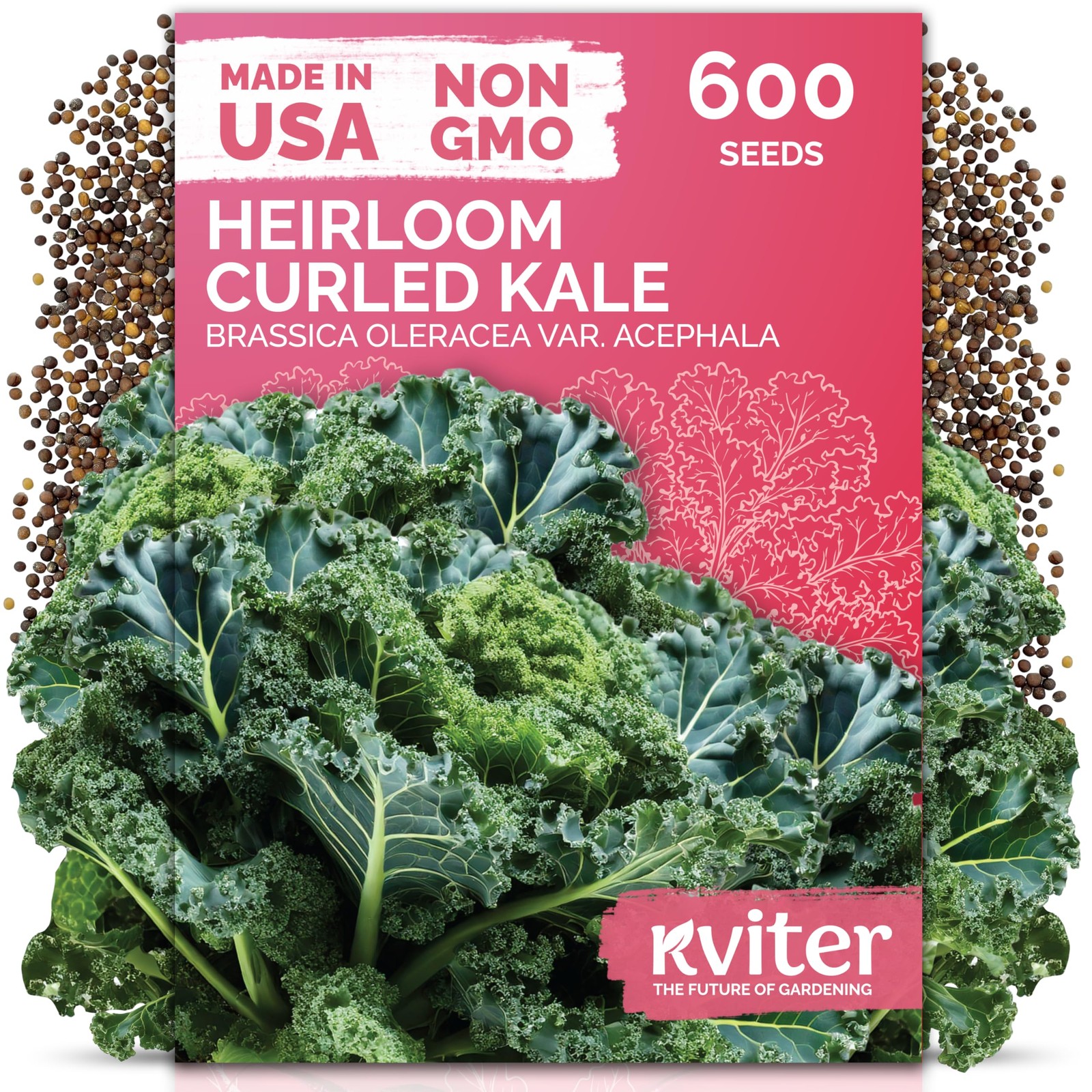 KVITER 600 Vates Blue Scotch Curly Kale Seeds (Brassica oleracea) gallery